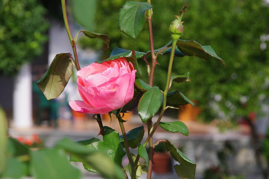 Athina Hotel Koinira Bagian luar foto