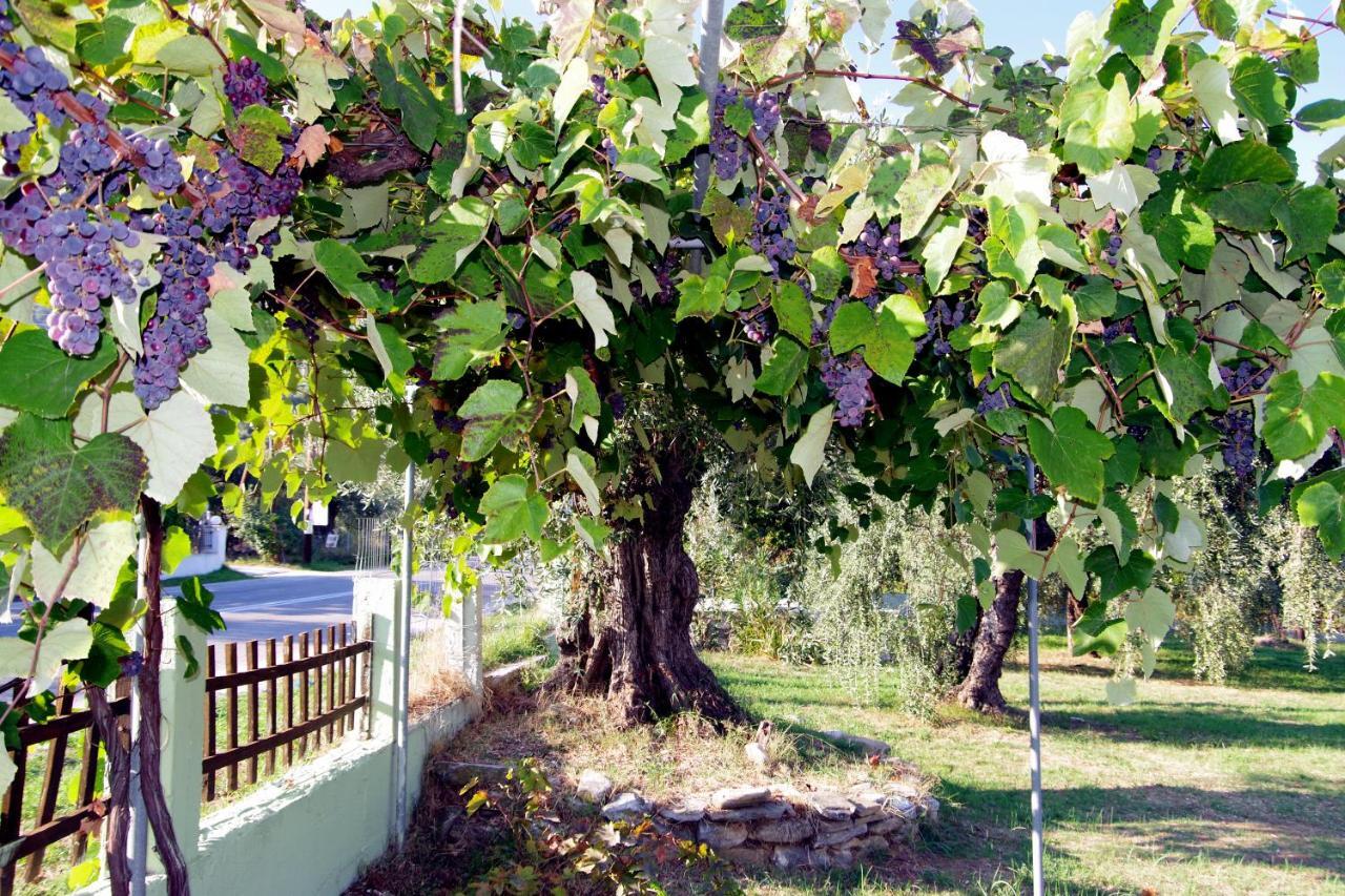 Athina Hotel Koinira Bagian luar foto